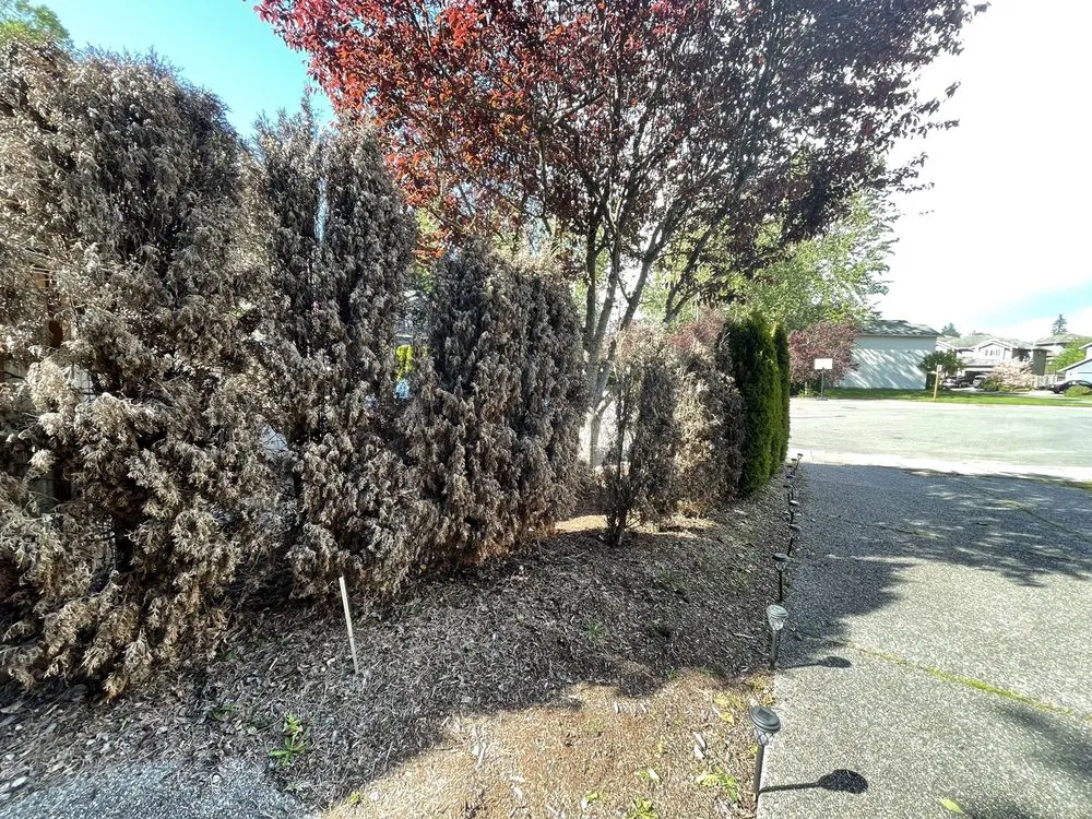 Trusted residential landscaping for outdoor upgrades in Everett, WA by Nature Landscaping Maintenance
