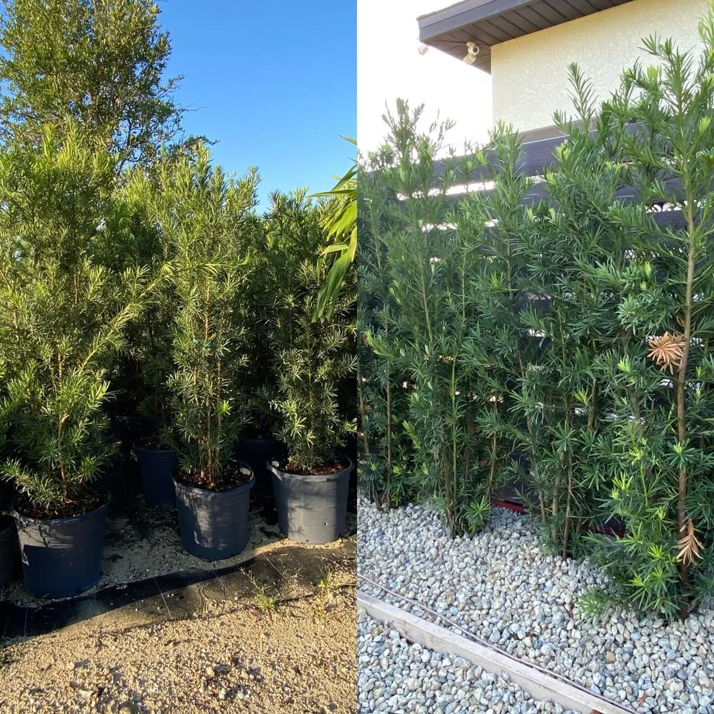 Custom lawn mowing service with custom design in Bonita Springs, FL by Nature Landscaping of Swfl