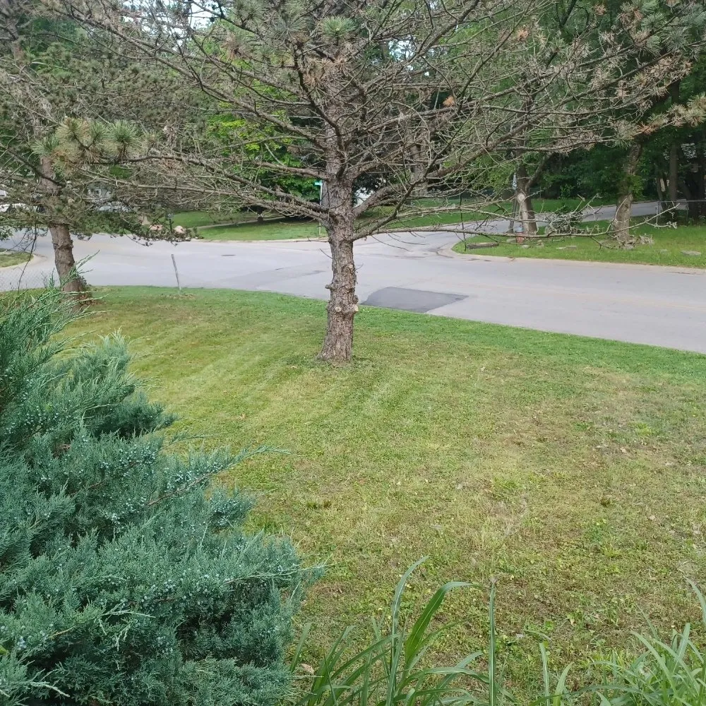 Custom lawn mowing service in Kansas City, KS - Nature Needs LawnCare