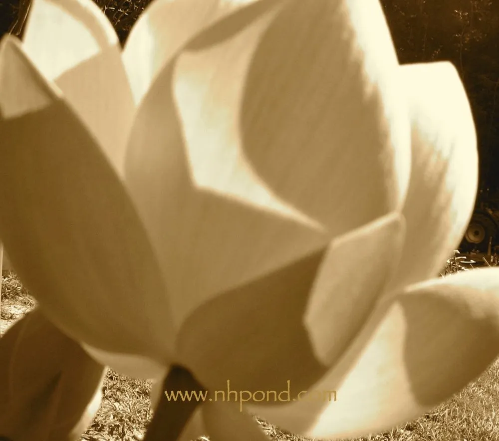 Professional lawn mowing service experts serving Grafton, NH - Nature Scapes