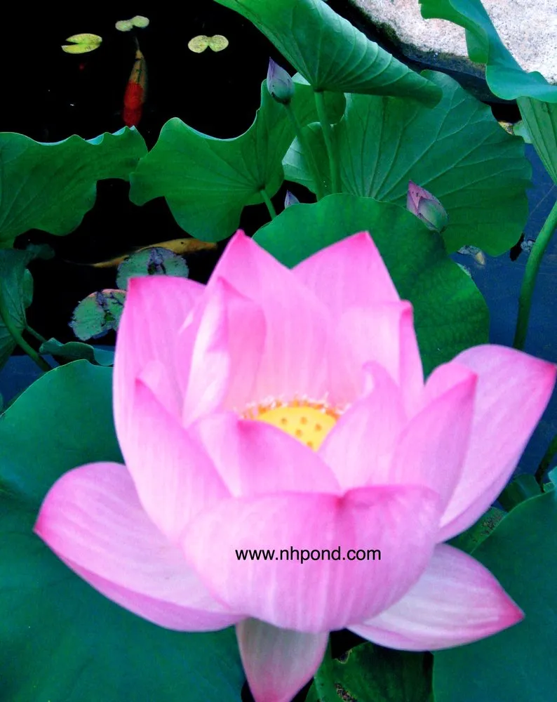 Custom landscape design in Grafton, NH by Nature Scapes