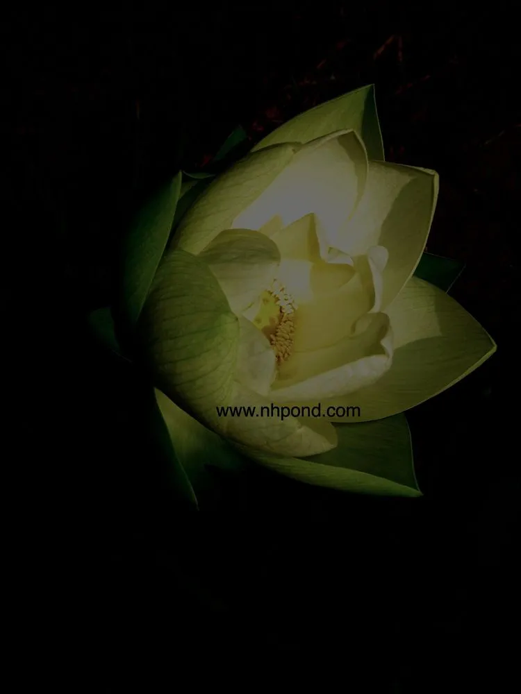 Expert garden landscaping for residential properties in Grafton, NH by Nature Scapes