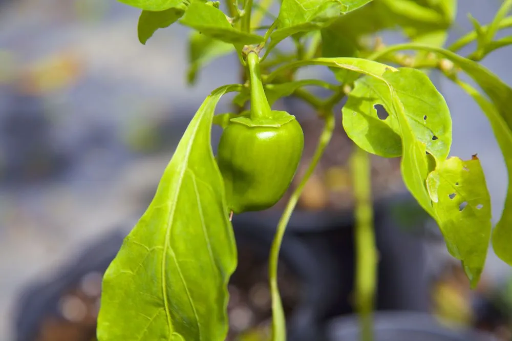 Reliable garden landscaping in Bunnell, FL - Nature Scapes Landscaping