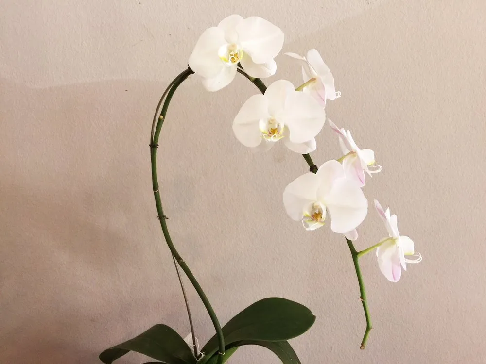 Trusted residential landscaping in Bunnell, FL - Nature Scapes Landscaping