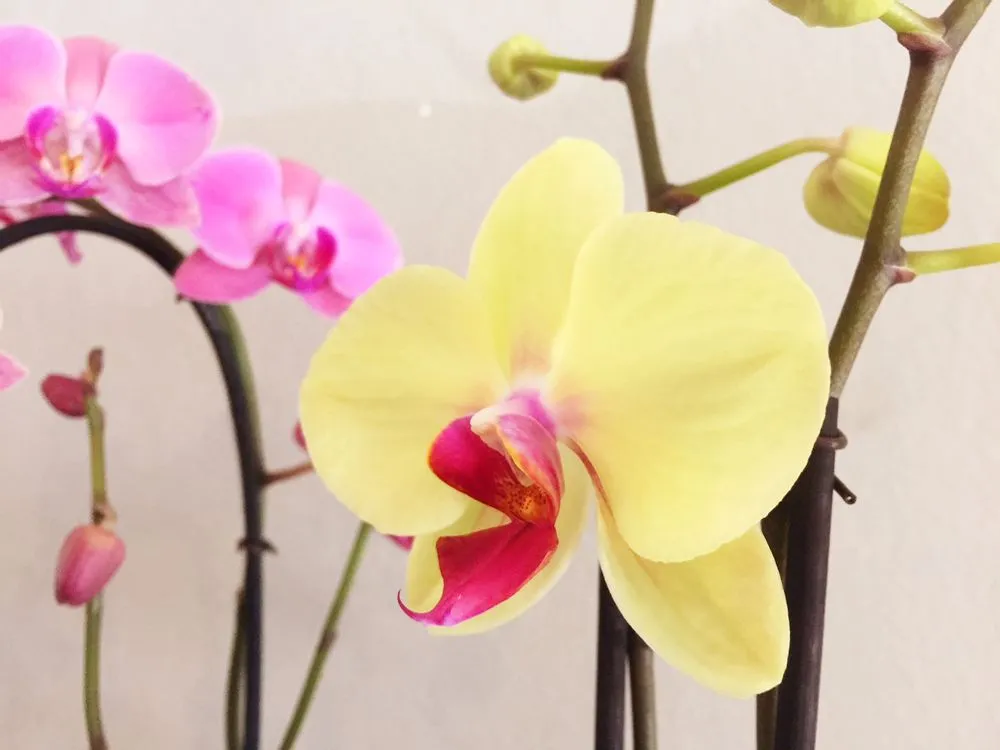 Professional yard maintenance with custom design in Bunnell, FL by Nature Scapes Landscaping