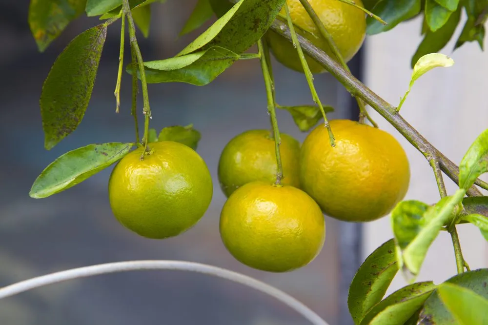 Local lawn care service in Bunnell, FL by Nature Scapes Landscaping