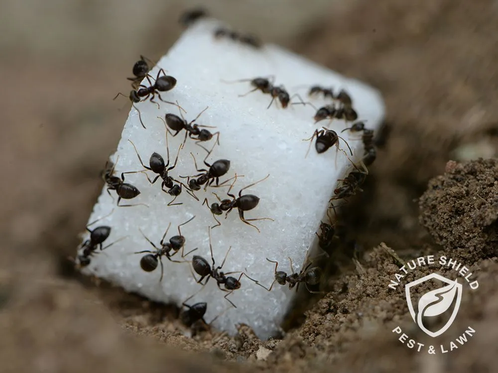 Reliable residential landscaping in Meridian, ID by Nature Shield Pest & Lawn