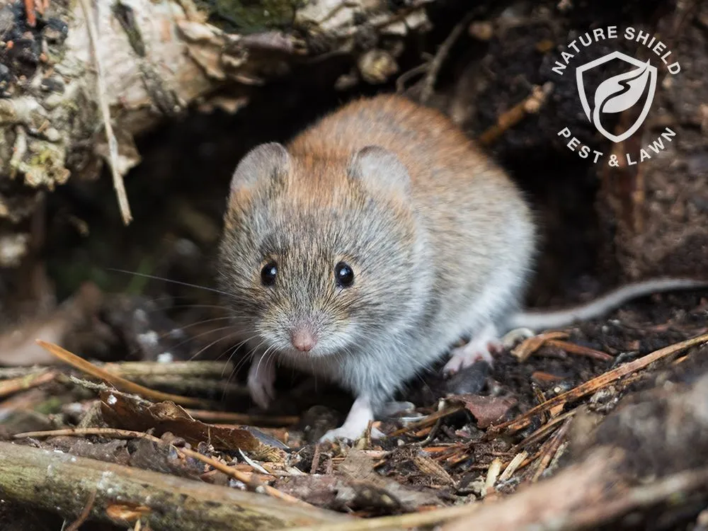 Top-rated yard maintenance in Meridian, ID - Nature Shield Pest & Lawn