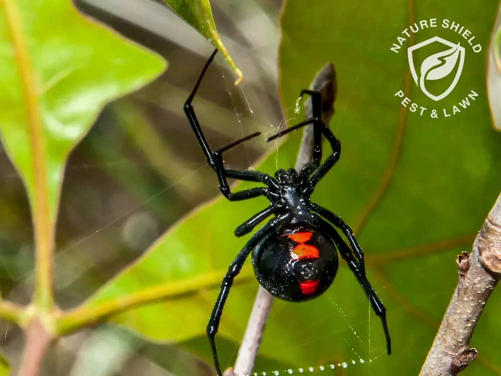 Affordable lawn care service for homes in Meridian, ID by Nature Shield Pest & Lawn