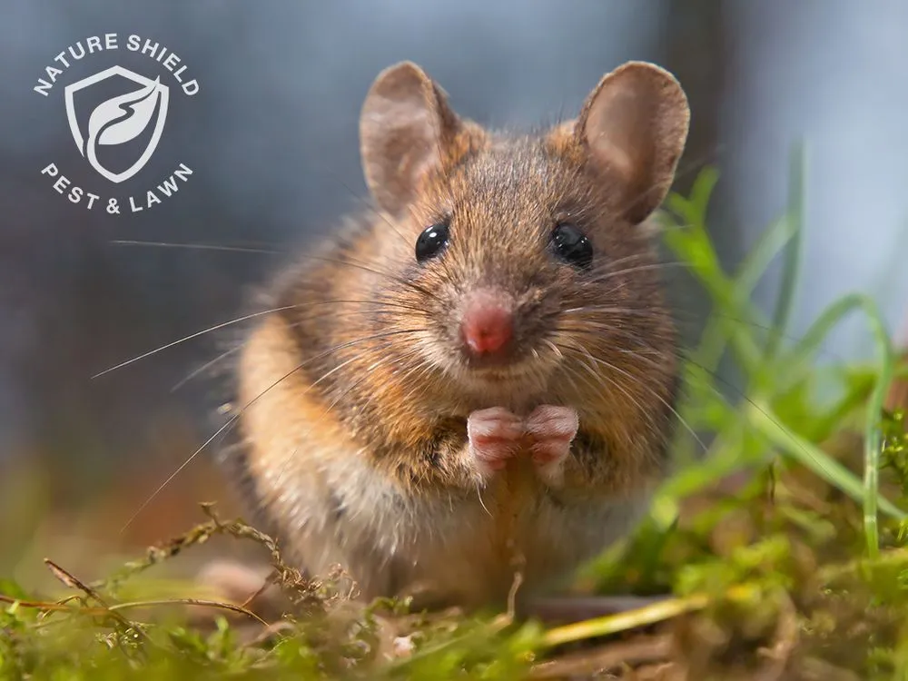 Trusted landscape design with custom design in Meridian, ID by Nature Shield Pest & Lawn