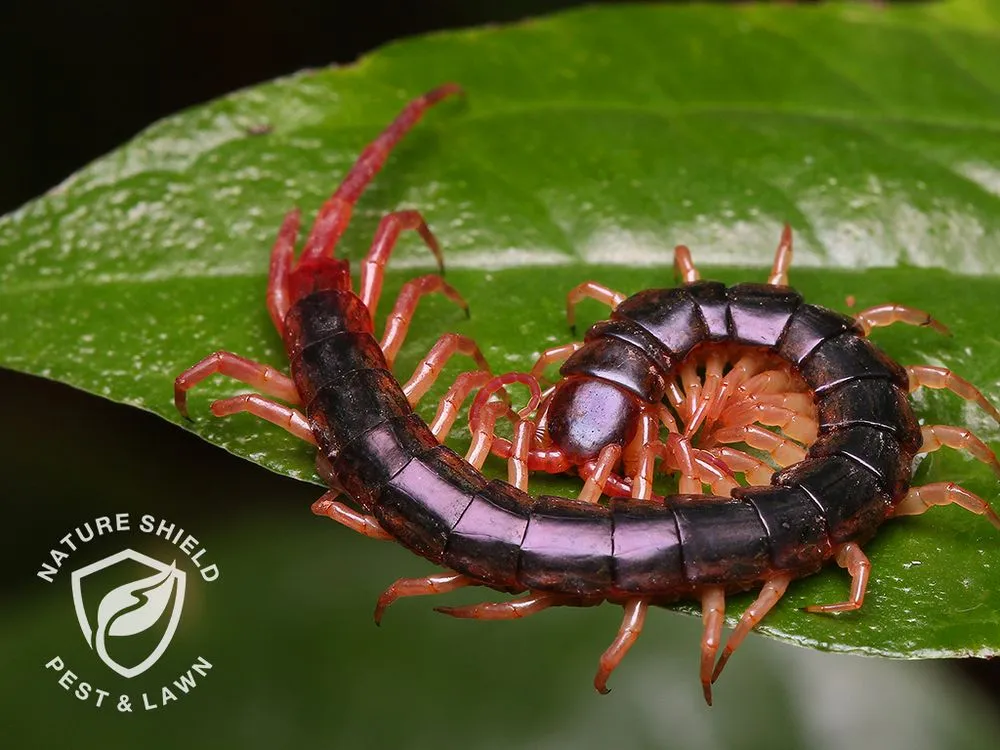 Top-rated landscape installation in Meridian, ID - Nature Shield Pest & Lawn