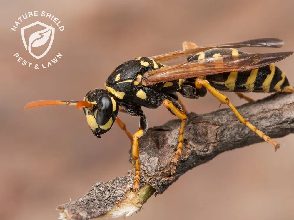 Trusted outdoor landscaping in Meridian, ID - Nature Shield Pest & Lawn