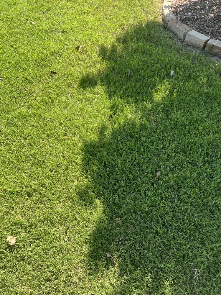 Top-rated yard cleanup service experts serving Leonard, TX - Nature Spray