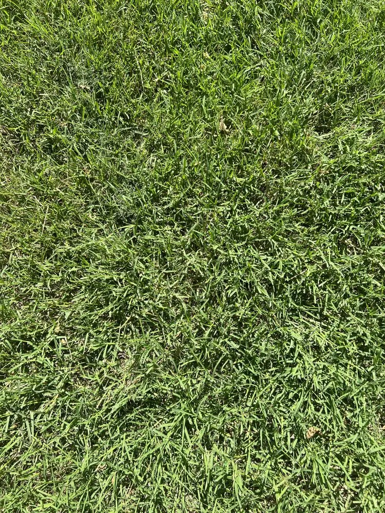 Reliable landscape design for beautiful yards in Leonard, TX by Nature Spray