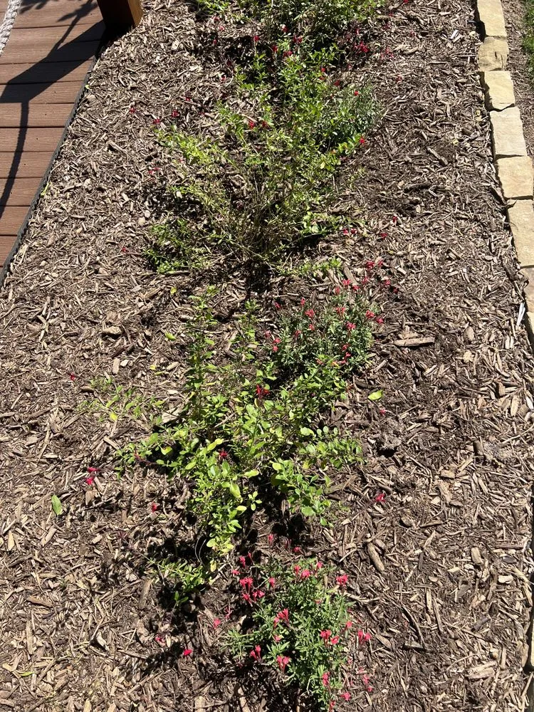 Professional lawn mowing service in Leonard, TX - Nature Spray