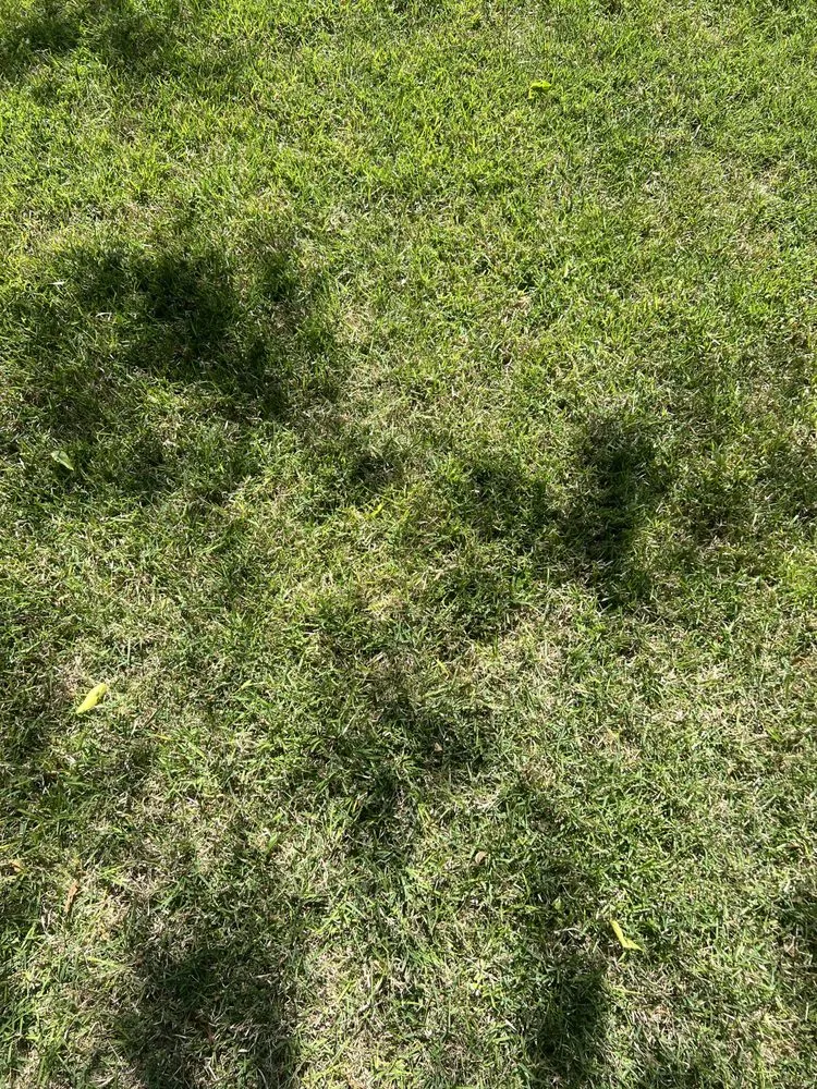 Top-rated landscaping services for beautiful yards in Leonard, TX by Nature Spray