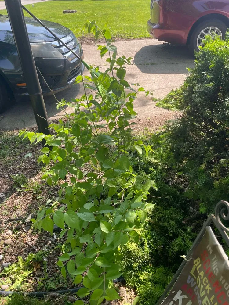 Professional lawn care service for outdoor upgrades in Noblesville, IN by Nature Vibes Landscaping