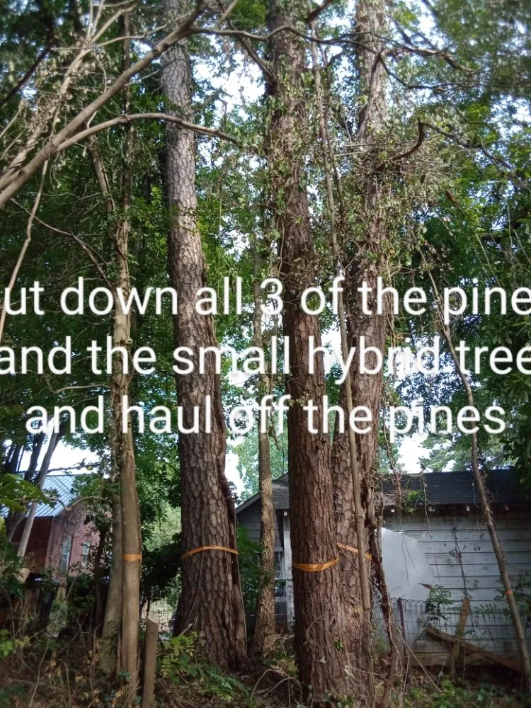 Trusted yard cleanup service experts serving Lexington, NC - Nature Worx