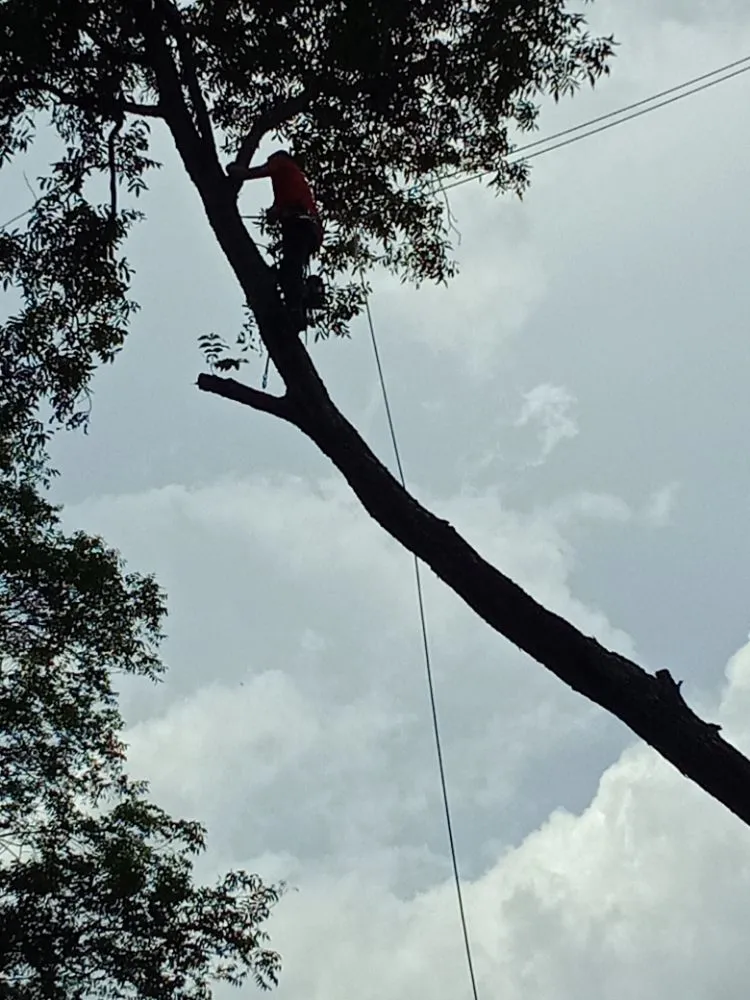 Top-rated residential landscaping near you across Lexington, NC - Nature Worx