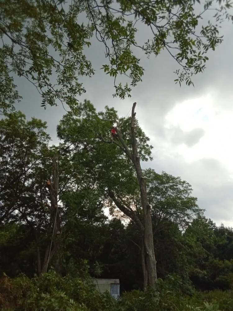 Affordable yard maintenance in Lexington, NC - Nature Worx