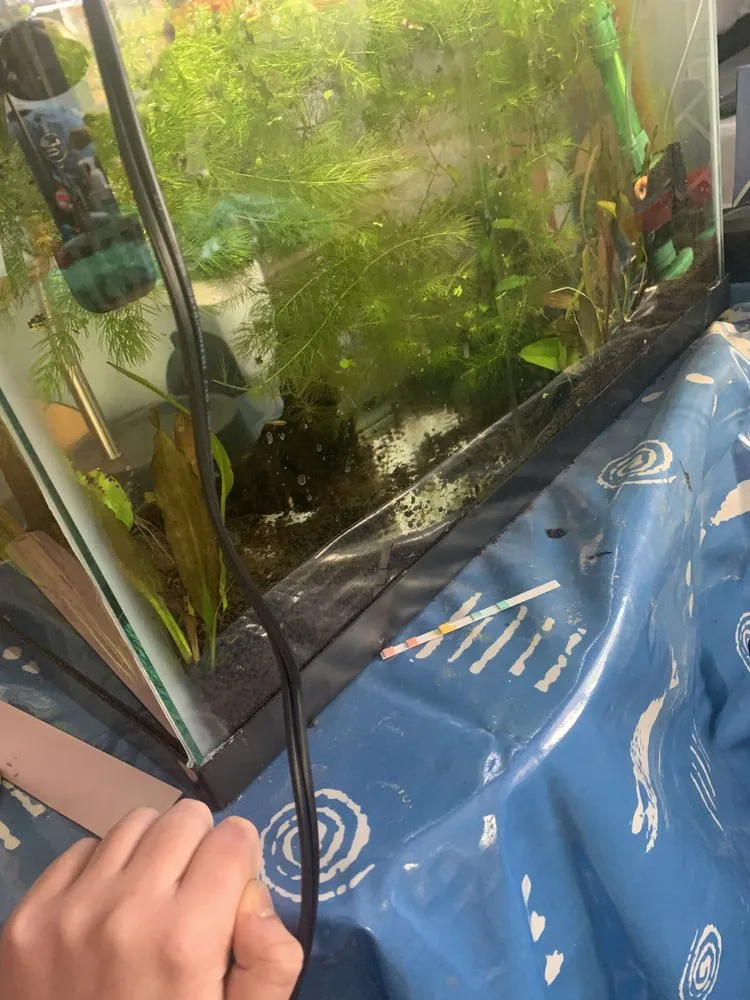 Reliable lawn care service in Los Angeles, CA by Nature x art Landscaping