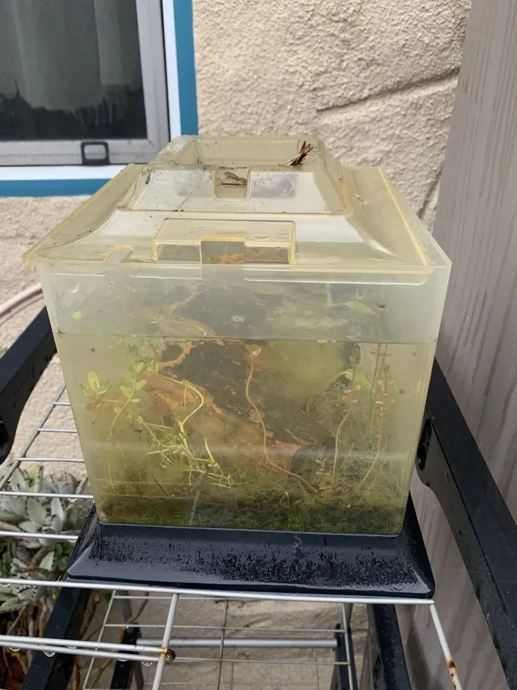 Top-rated landscape installation in Los Angeles, CA - Nature x art Landscaping