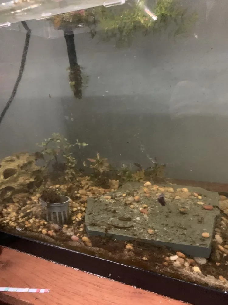 Local outdoor landscaping for beautiful yards across Los Angeles, CA - Nature x art Landscaping