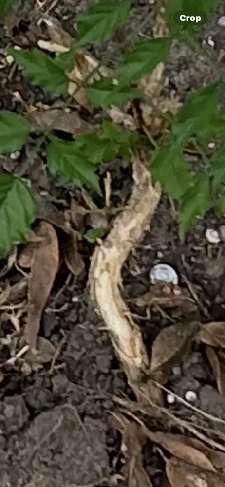 Professional landscape installation experts serving Arlington, TX - NatureCare Lawn Services