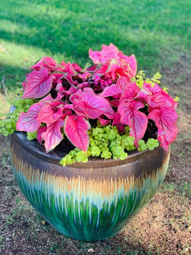 Local landscaping services with custom design in Arlington, TX by NatureCare Lawn Services