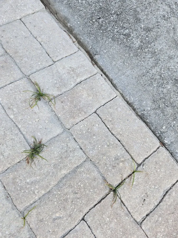 Reliable outdoor landscaping experts serving Arcadia, FL - Naturepro Services