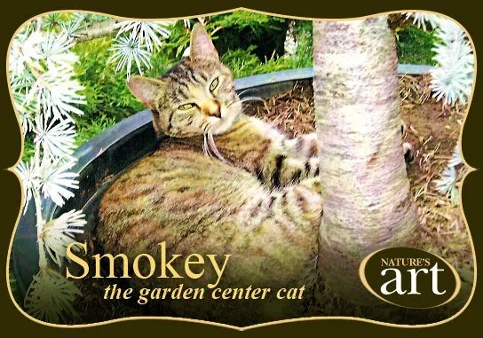 Professional yard cleanup service in Cumberland, MD - Nature's Art & Design