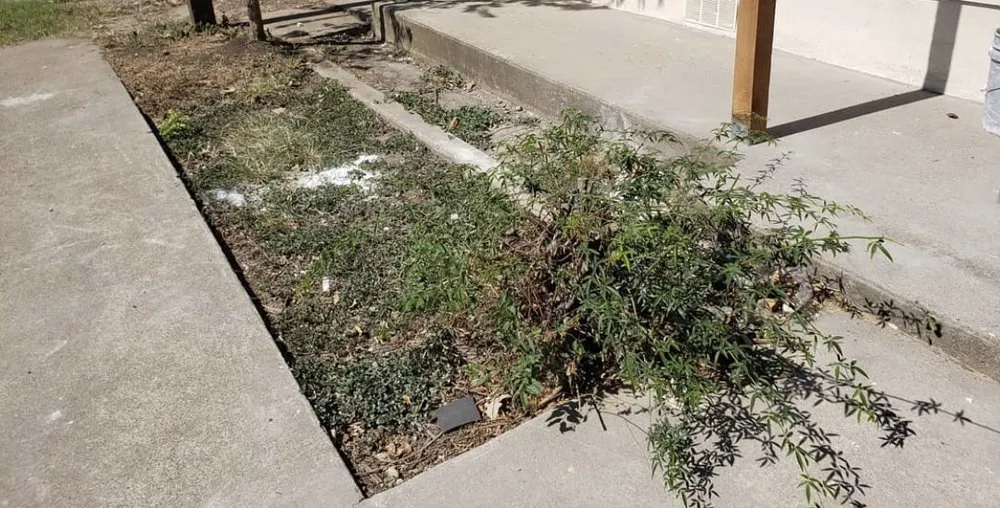 Local landscaping services in Fort Worth, TX by Nature’s Barber Tx