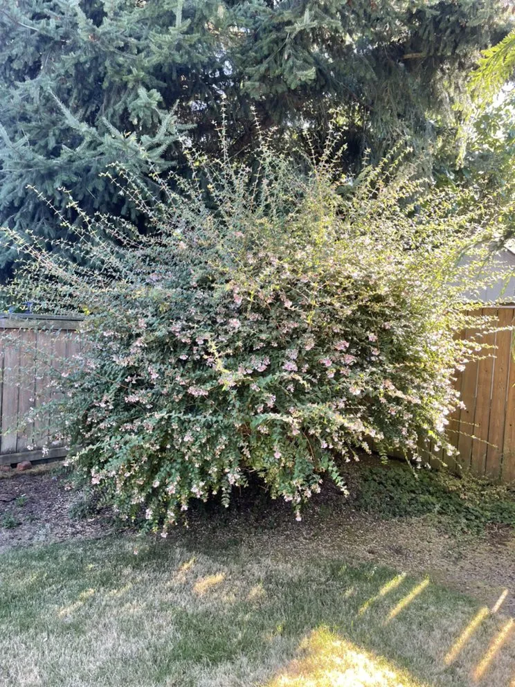 Top-rated outdoor landscaping for residential properties across University Place, WA - Nature's Best Friend