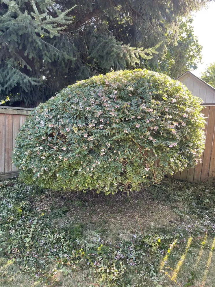 Reliable landscape design in University Place, WA by Nature's Best Friend