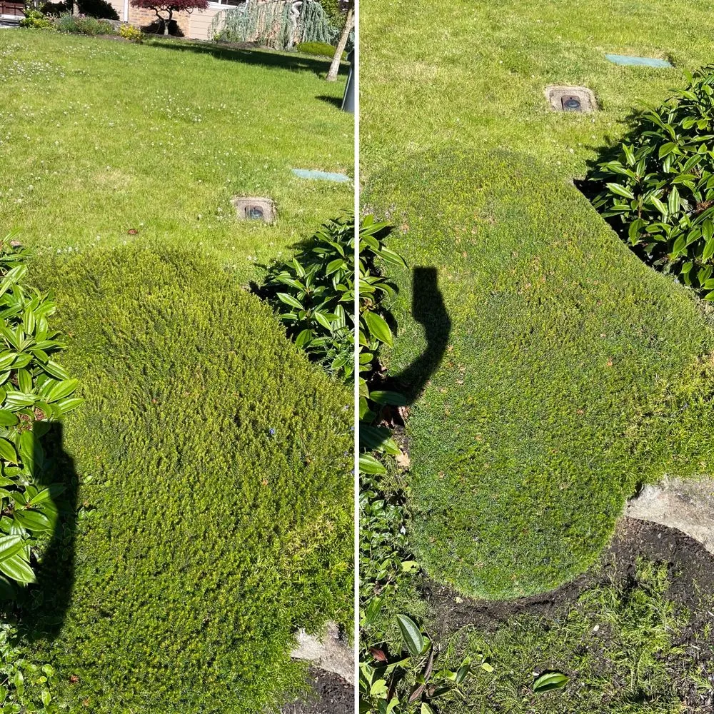 Professional garden landscaping in University Place, WA - Nature's Best Friend