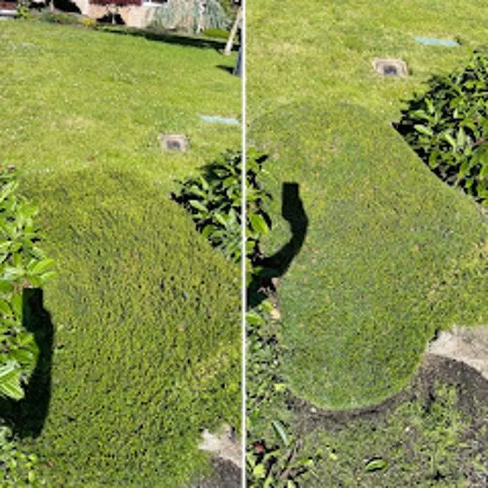 Trusted yard cleanup service experts serving University Place, WA - Nature's Best Friend