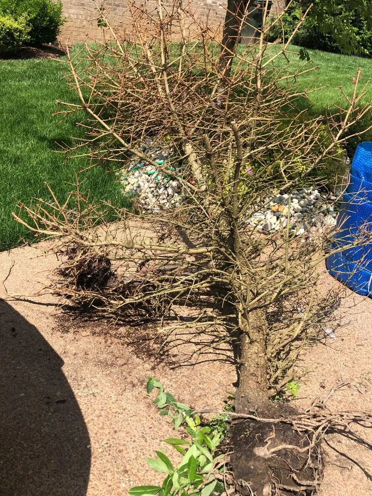 Custom lawn mowing service experts serving Arrington, TN - Natures Best Lawn & Landscape