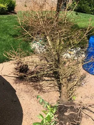 Natures Best Lawn & Landscape Logo