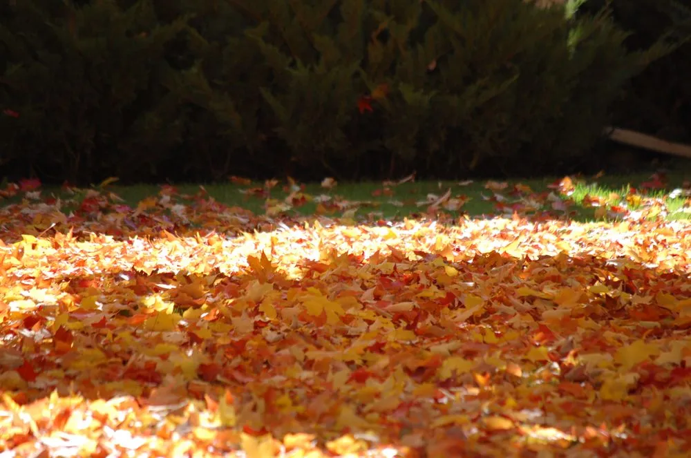 Reliable lawn mowing service experts serving Missoula, MT - Nature's Best