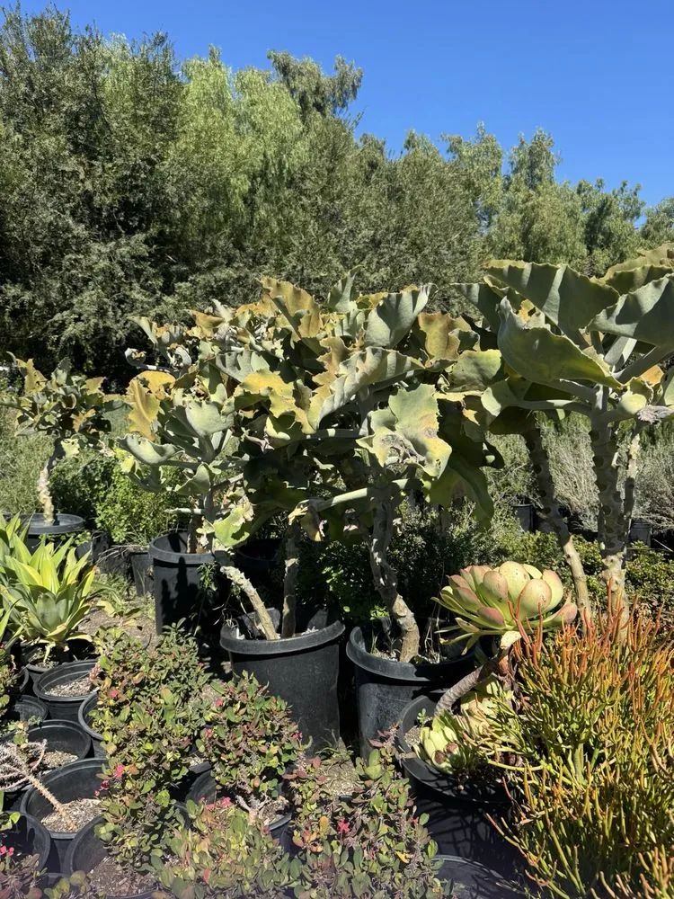 Professional outdoor landscaping experts serving Camarillo, CA - Nature's Best Nursery