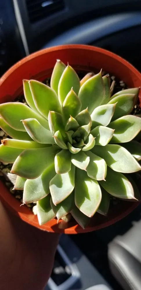 Affordable lawn mowing service in Camarillo, CA - Nature's Best Nursery