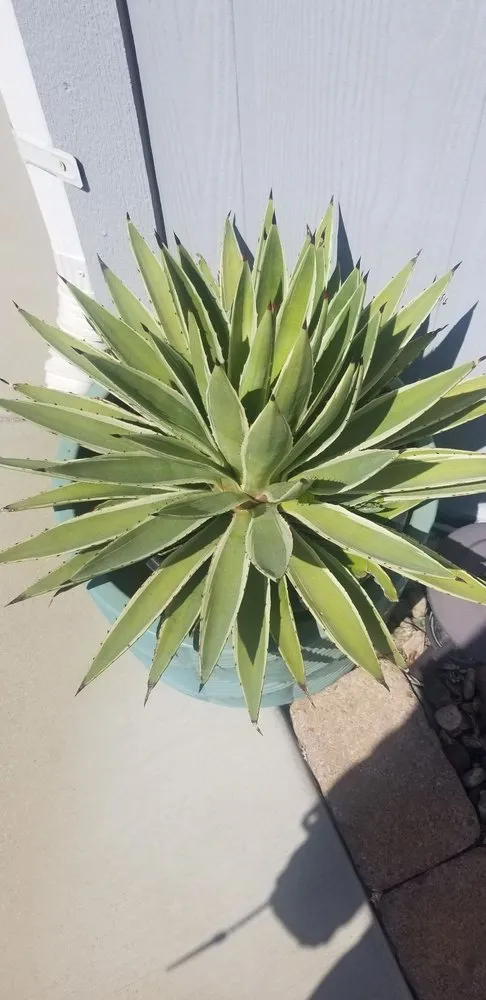 Professional landscape design for outdoor upgrades across Camarillo, CA - Nature's Best Nursery