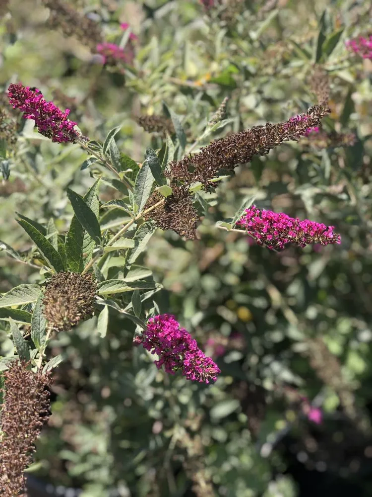 Trusted landscape design in Camarillo, CA - Nature's Best Nursery