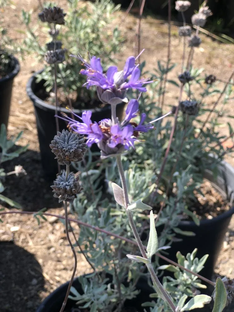 Expert yard cleanup service experts serving Camarillo, CA - Nature's Best Nursery