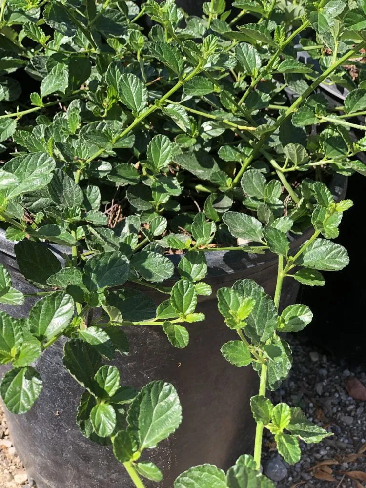 Affordable yard cleanup service for beautiful yards across Camarillo, CA - Nature's Best Nursery