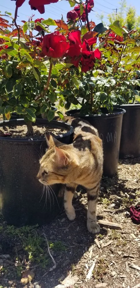 Affordable landscape installation in Camarillo, CA - Nature's Best Nursery