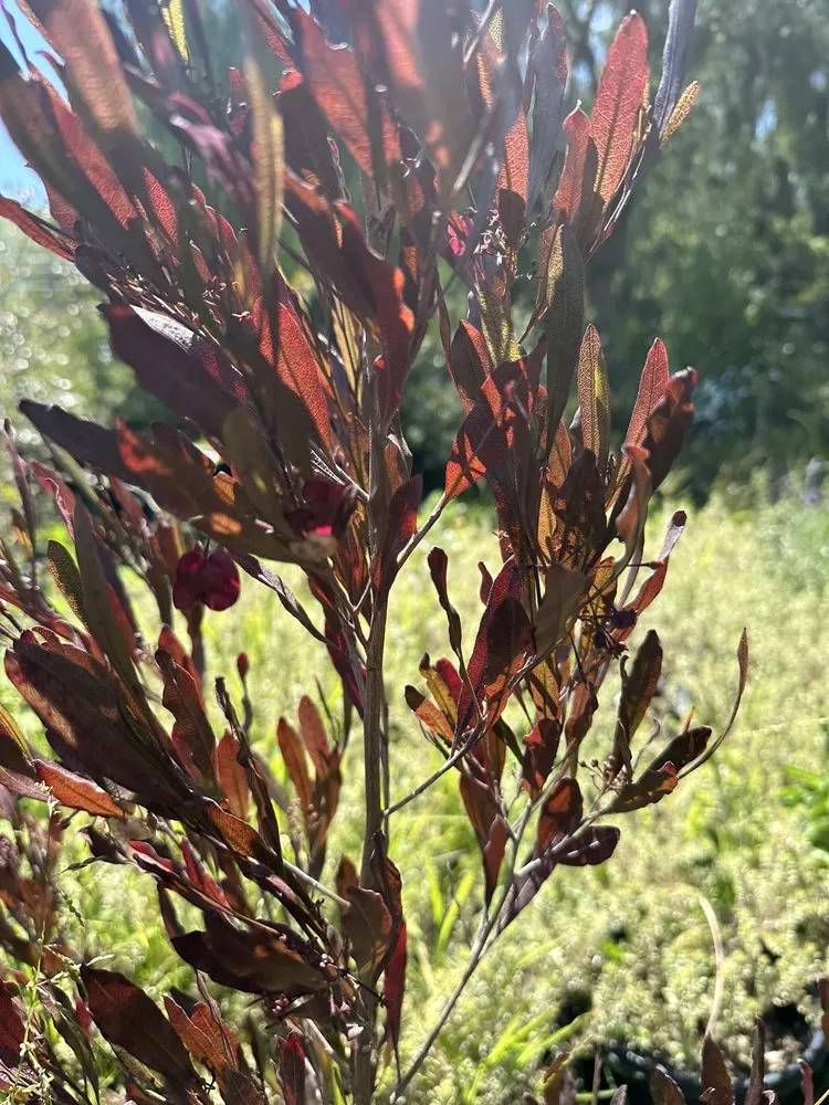 Expert lawn mowing service experts serving Camarillo, CA - Nature's Best Nursery