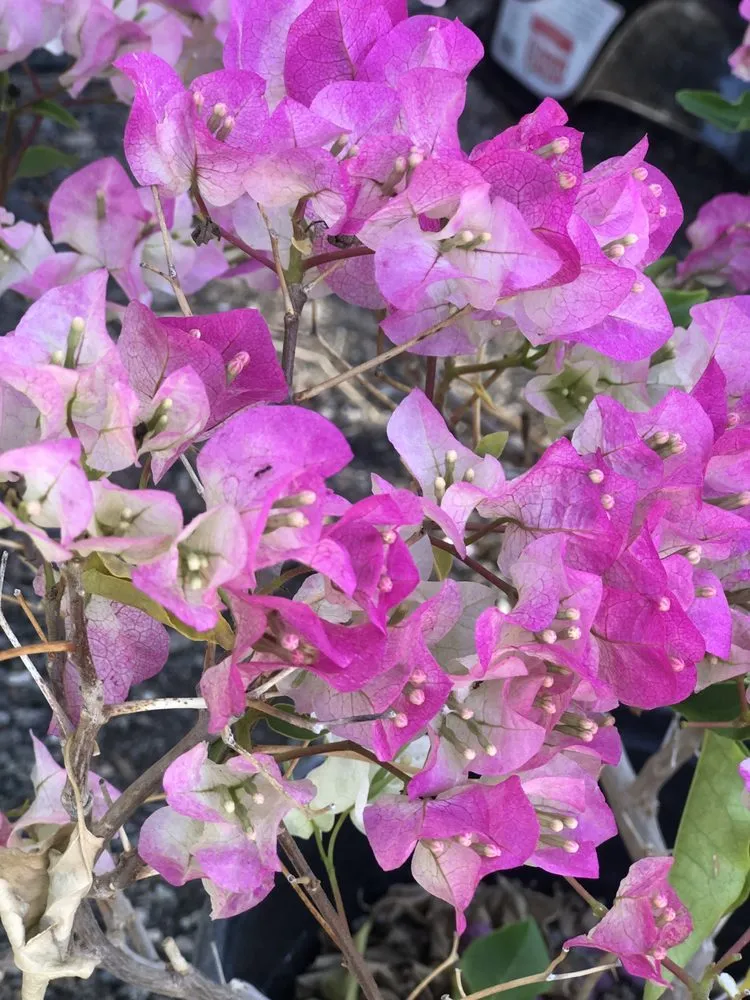 Expert residential landscaping in Camarillo, CA - Nature's Best Nursery