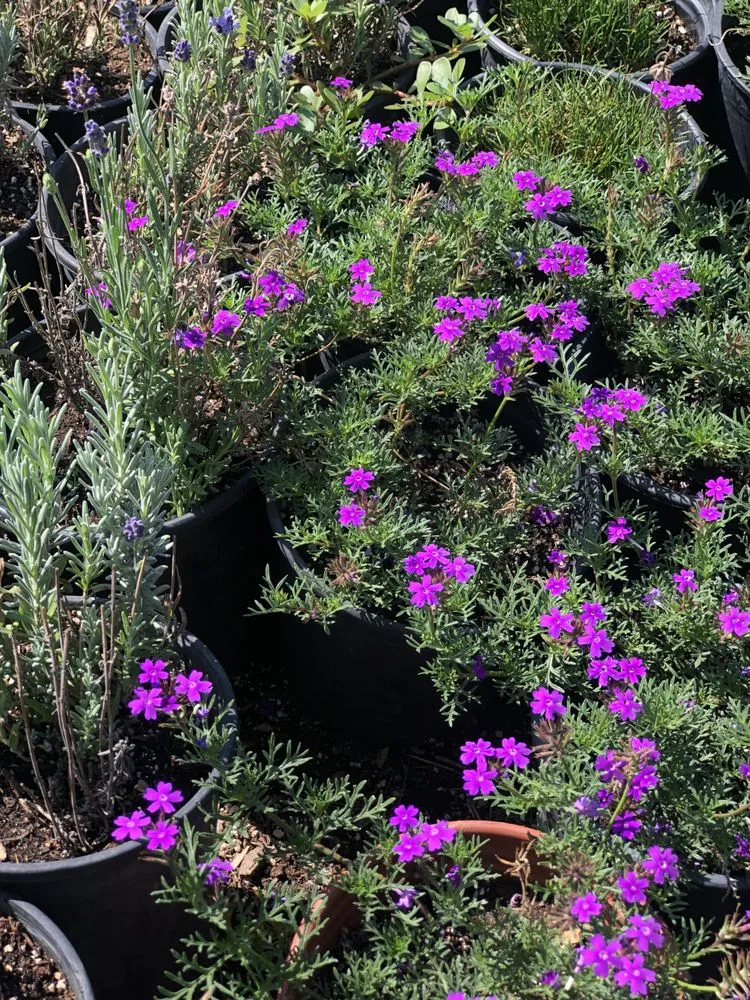 Custom lawn mowing service experts serving Camarillo, CA - Nature's Best Nursery