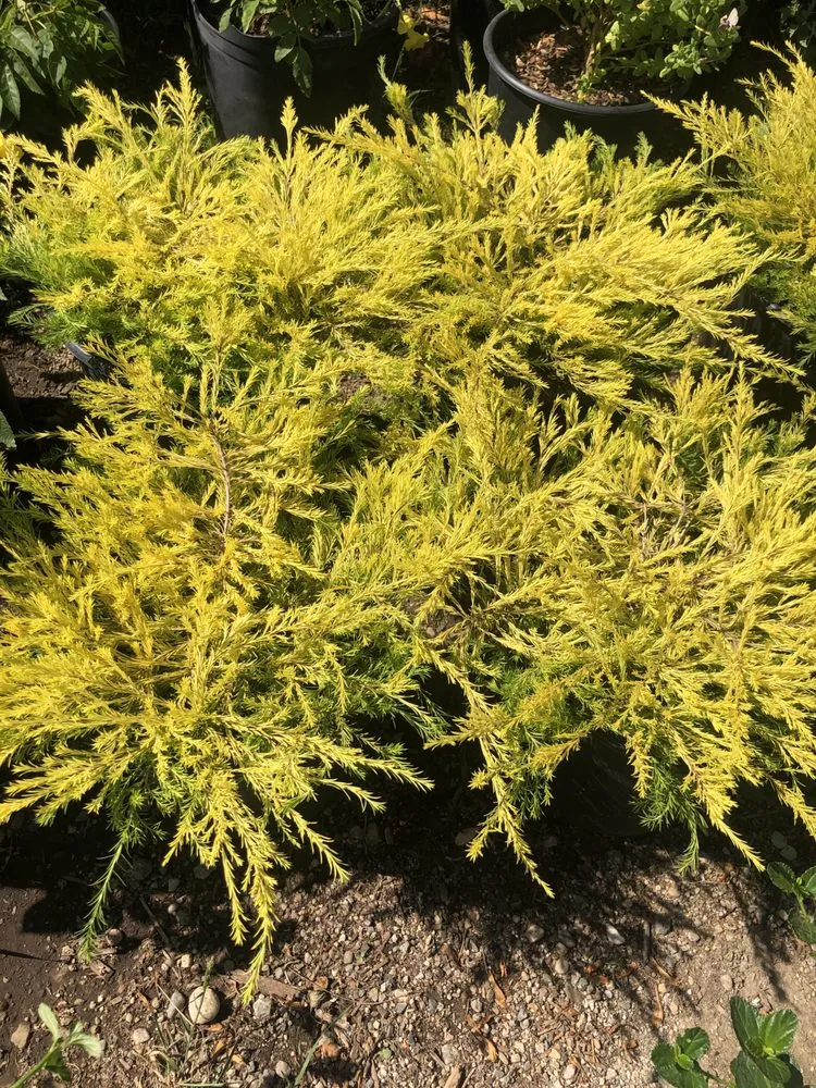 Reliable landscape installation in Camarillo, CA - Nature's Best Nursery